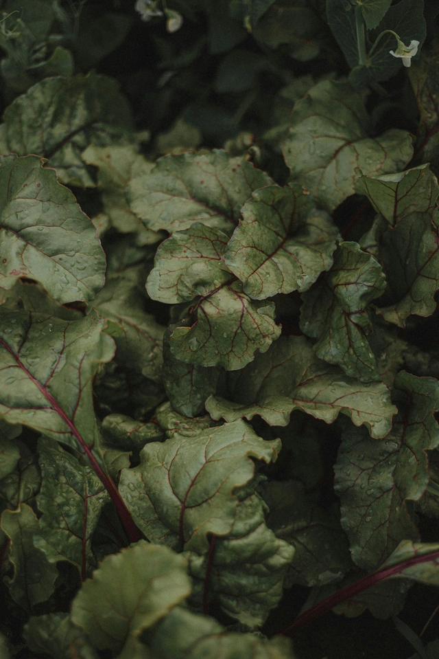 Beetroot leaves arranged in a natural pattern, showing their deep green color and red stems for a fresh seasonal ingredient background.