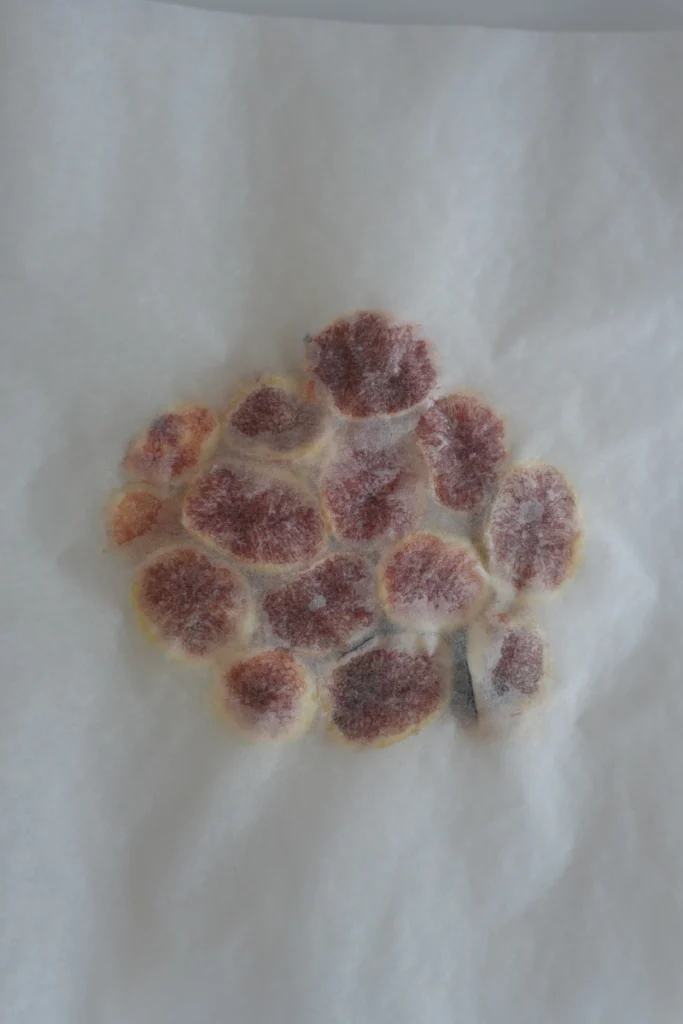 Fresh fig slices gently pressed between sheets of baking paper to create a thin, even layer for fig carpaccio.